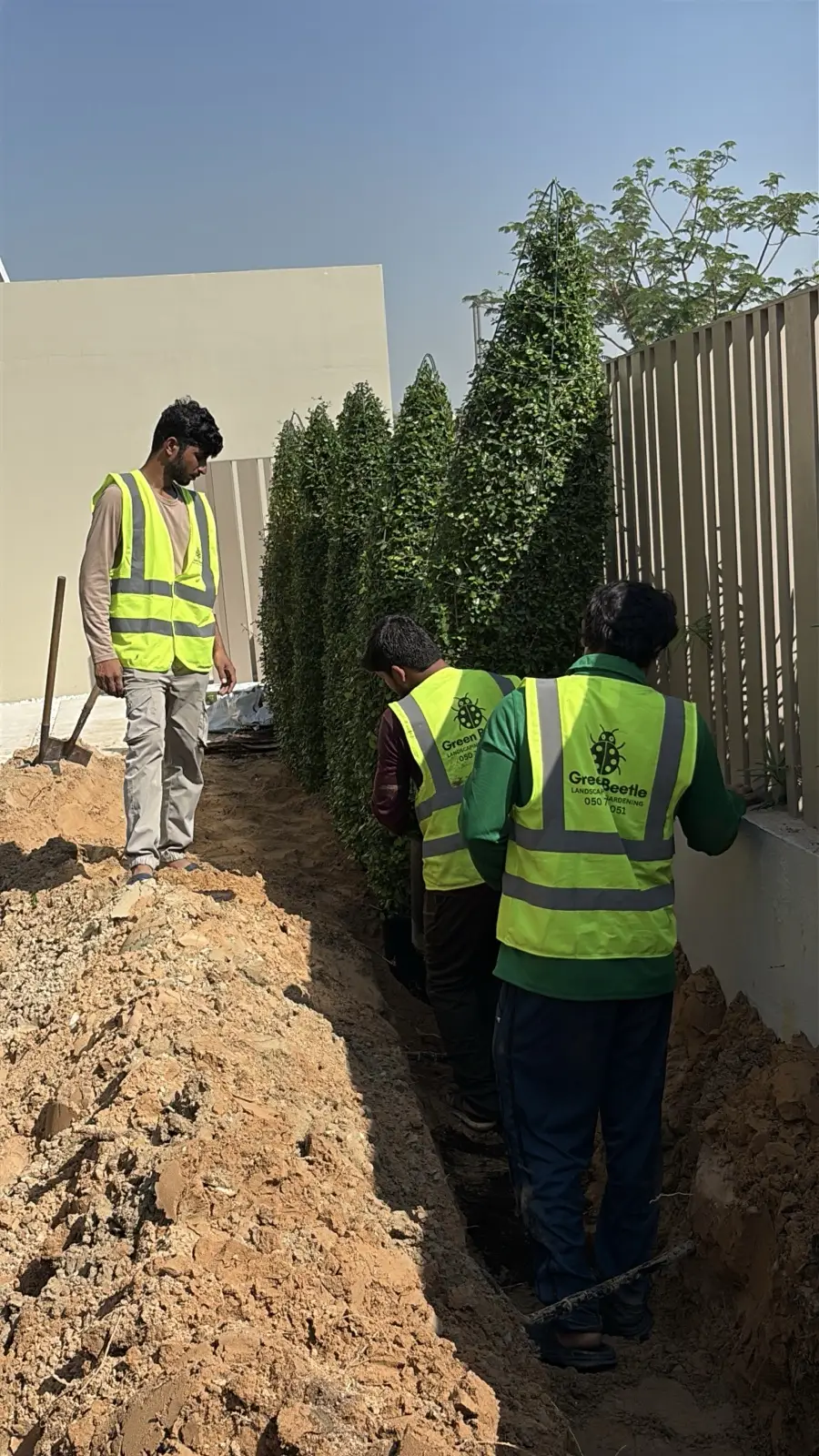 Hedge planting along a boundary wall