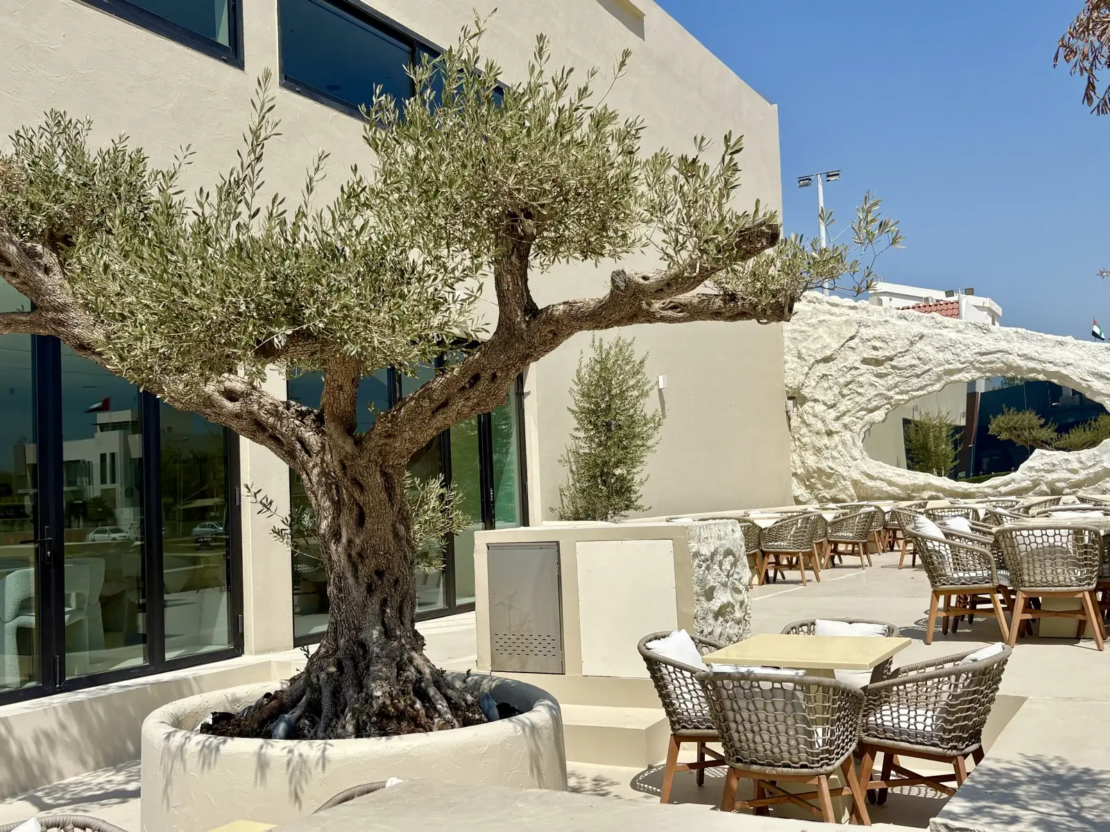 Mature olive tree planting on an outdoor terrace